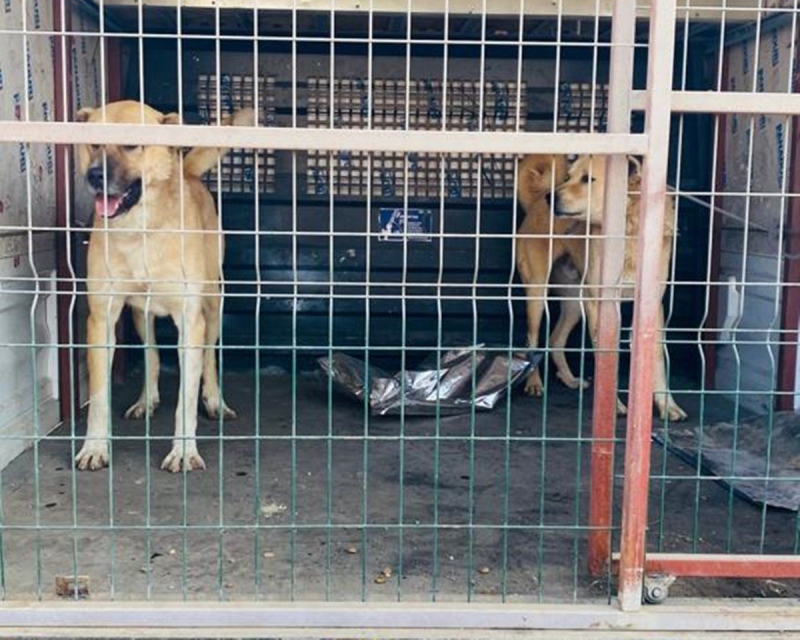 Köpek dövüştürenlere 2 bin 400 lira ceza